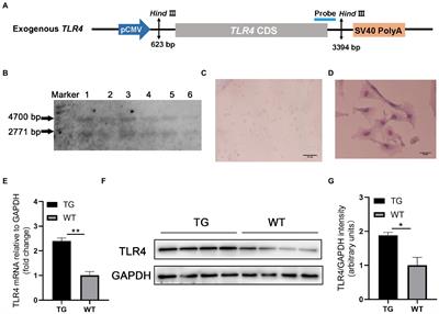 Shifts in intestinal microbiota and improvement of sheep immune response to resist Salmonella infection using Toll-like receptor 4 (TLR4) overexpression